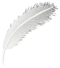 Feather embroidery design