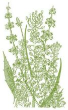 Sketch of field flowers embroidery design