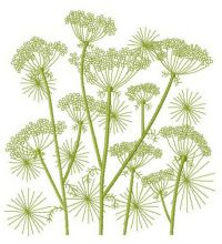 Cow parsnip embroidery design