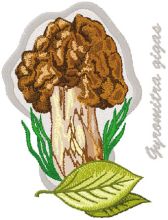 Gyromitra Gigas embroidery design