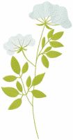 Phlox paniculata embroidery design