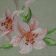 Embroidered flower lily