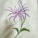 Chrysanthemum free machine embroidery design