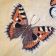 Aglais urticae butterfly free machine embroidery design