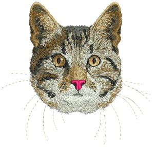 Ameican Shorthair Cat embroidery design