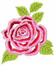 Gorgeous rose flower