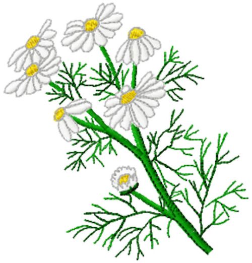 medicinal chamomile free embroidery design