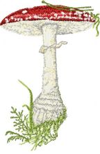 Amanita muscaria big mushroom