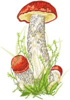 Leccinum embroidery design