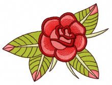Miniature rose