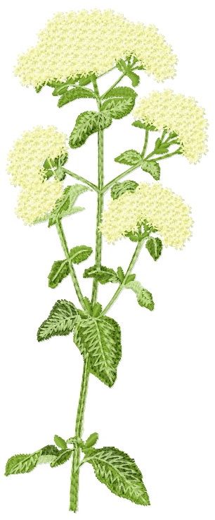 Origanum machine embroidery design
