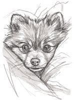 Pomeranian from behind the bosom embroidery design