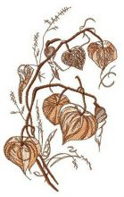 Physalis flower embroidery design