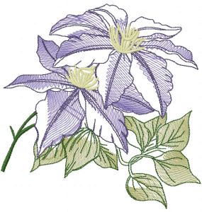 Clematis minister sketch