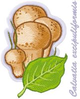 Caluatia excipuliformis embroidery design