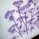 Embroidered cow parsnip design