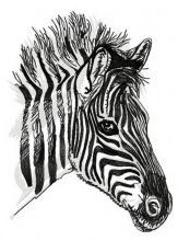 Zebra 3 embroidery design